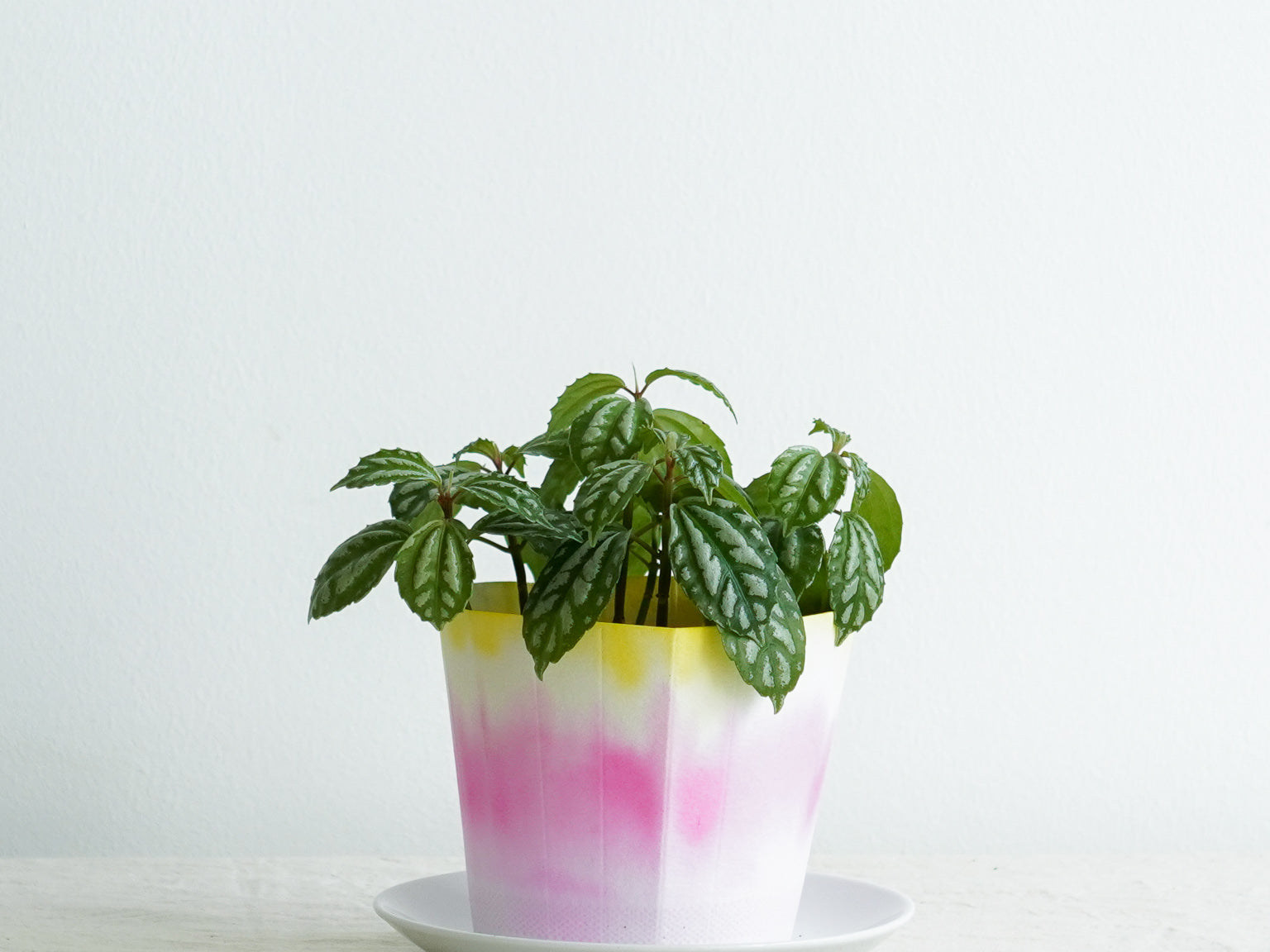 Super Paper Market Colour Changing Paper Pot Cover