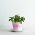 Super Paper Market Colour Changing Paper Pot Cover